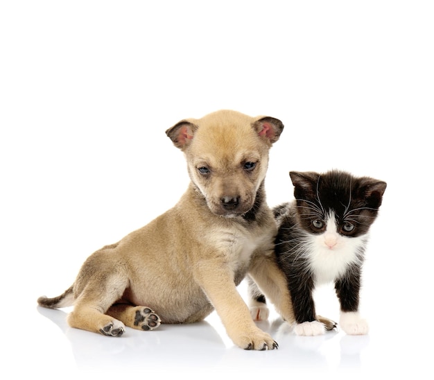 Gatinho bonito e cachorrinho em fundo branco