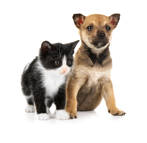 Gatinho bonito e cachorrinho em fundo branco
