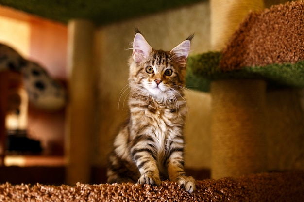 Gatinho bonito em uma listra maine coon.