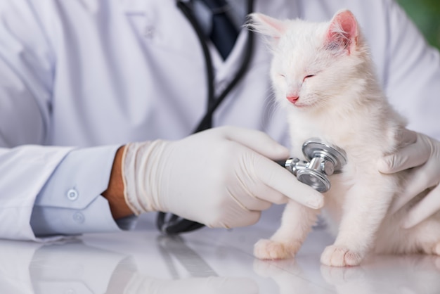 Gatinho branco a visitar o veterinário para exame