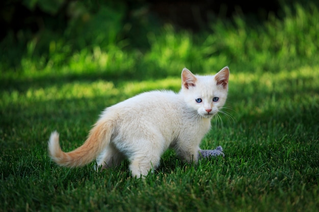 Foto gatinho branco ao ar livre na grama verde