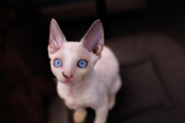 Gatinho branco bonito senta-se em uma cadeira com grandes olhos azuis e orelhas enormes