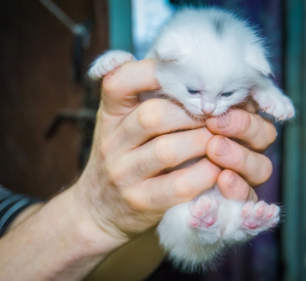 Gatinho branco bonito