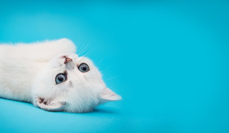 Gatinho branco brincalhão