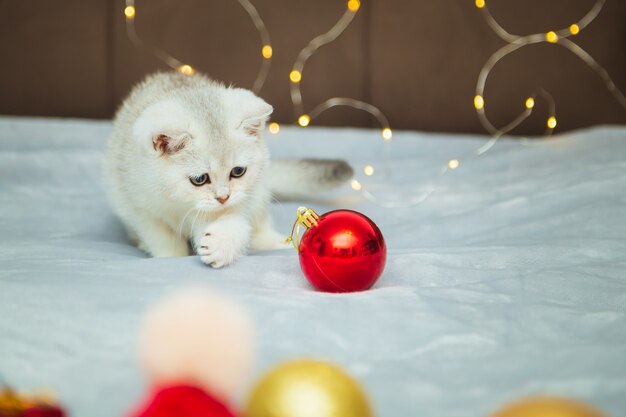 Gatinho branco britânico está brincando em um cobertor com acessórios de Natal - pirulito, meias, presentes, bolas de Natal. Humor festivo. Esperando pelo feriado.