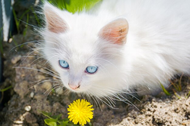 Gatinho branco com dente de leão