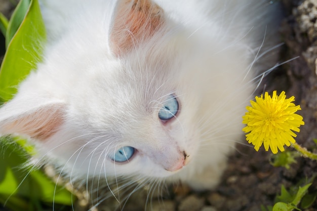 Gatinho branco com dente de leão