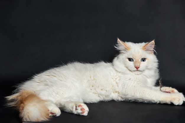 Gatinho branco com olhos azuis senta-se em um fundo escuro