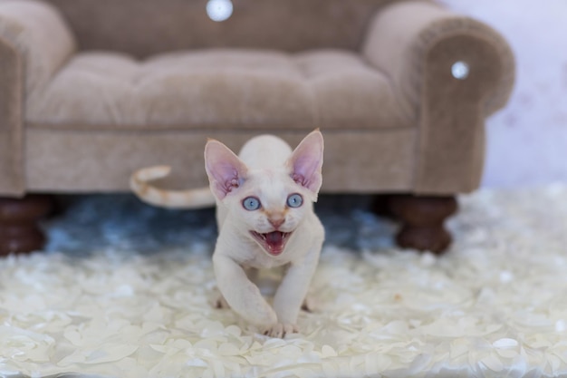 Gatinho branco da raça devon rex diz miau