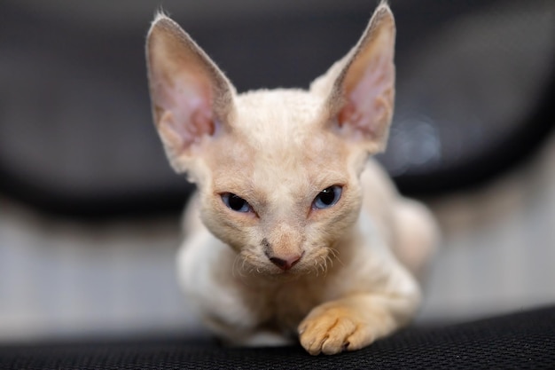 Gatinho branco de Devon Rex adormece sentado em uma cadeira