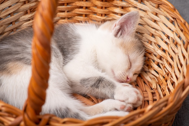 Gatinho branco dormindo na cesta