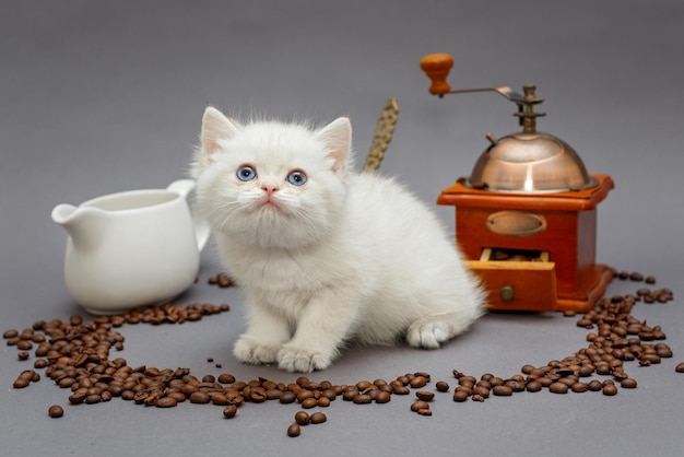 Gatinho branco e café