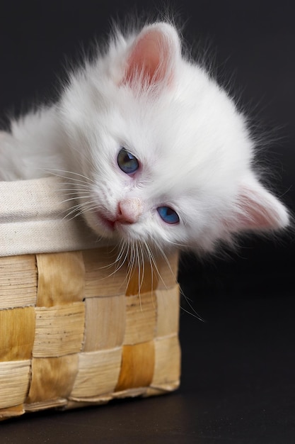 Gatinho branco em uma cesta... Tiro de estúdio.