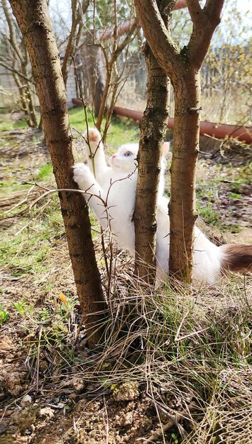 Gatinho branco fofo brincalhão com lindos olhos azuis no jardim ensolarado da primavera