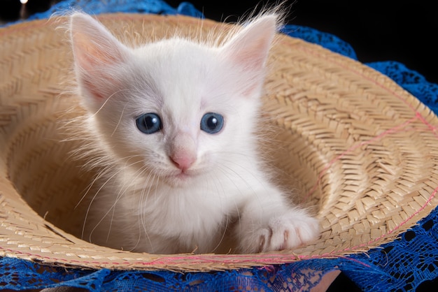 Gatinho branco, gatinho branco brincando dentro de um chapéu de palha com laço sobre uma mesa de madeira.