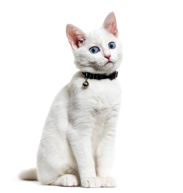 Gatinho branco, gato mestiço e colar de sino