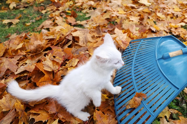 Gatinho branco olha para o lado onde ancinhos de jardim para limpar folhas de bordo de outono