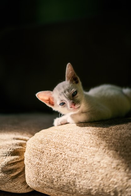 Gatinho branco olhando para a câmera