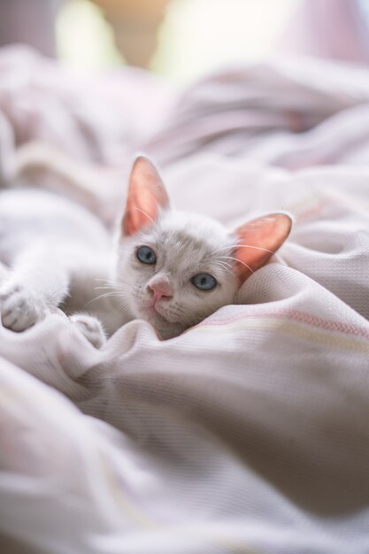 Foto gatinho branco que estabelece na cama