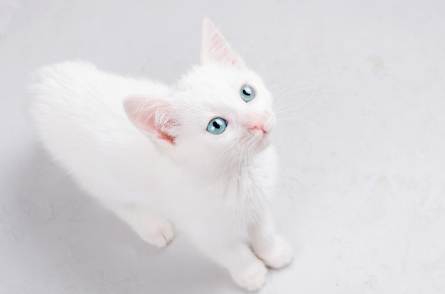 Gatinho branco sobre um fundo branco