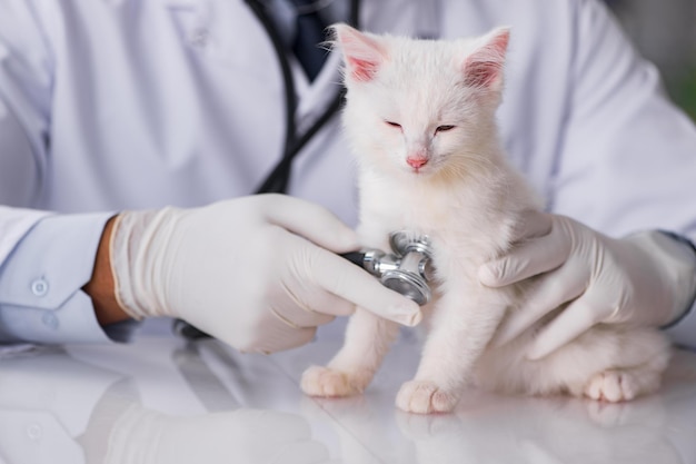 Gatinho branco visita veterinário para check-up