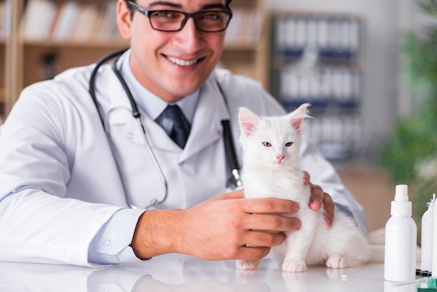 Gatinho branco visita veterinário para check-up