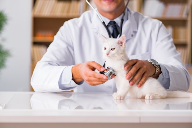 Gatinho branco visita veterinário para check-up