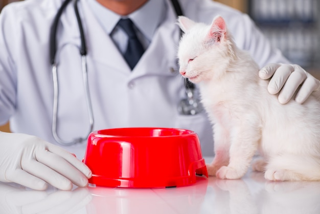 Gatinho branco visita veterinário para check-up