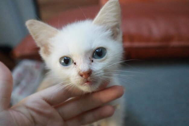 Foto gatinho branco