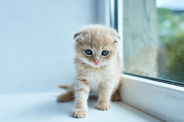 Gatinho brincalhão britânico em casa perto da janela, gatinho escocês, gato ruivo engraçado.