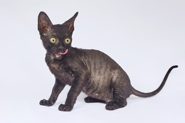 Gatinho brincalhão da raça Cornish Rex em um fundo branco