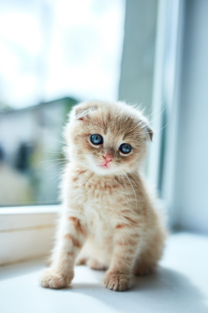 gatinho brincalhão em casa perto da janela.