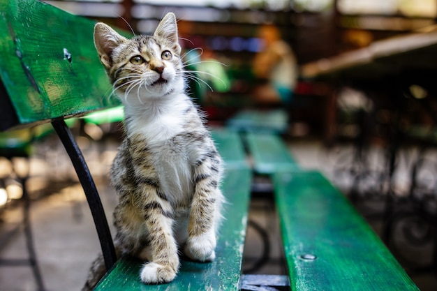 Gatinho brincalhão listrado em um banco de um café