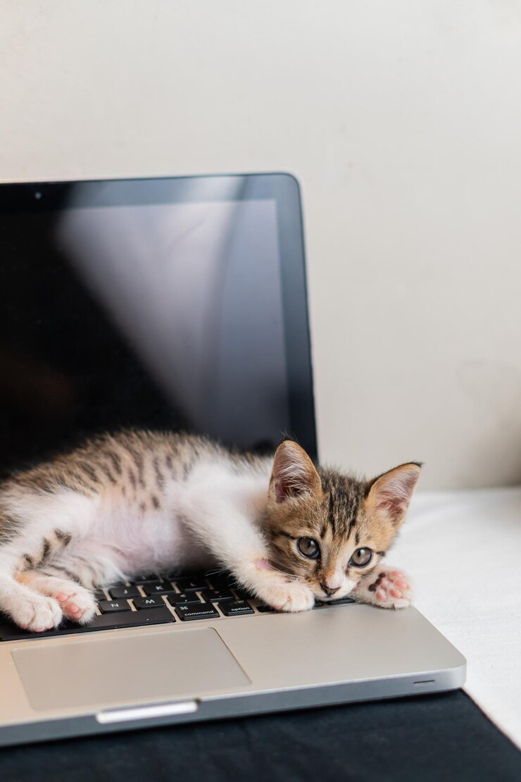 Foto gatinho brincalhão relaxando no laptop
