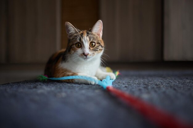 Gatinho brincando com um brinquedo em uma corda