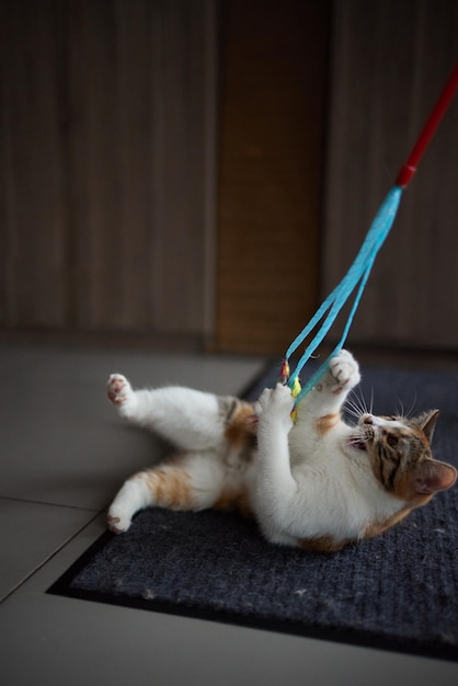 Gatinho brincando com um brinquedo em uma corda