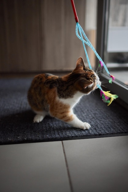 Gatinho brincando com um brinquedo em uma corda