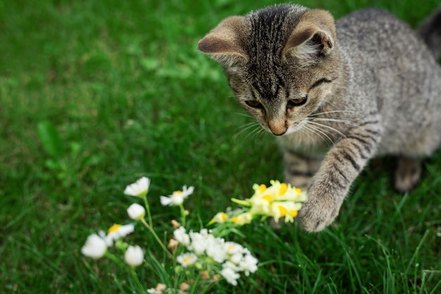 Gatinho brincando na grama com flores