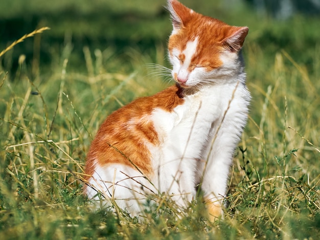 Gatinho brincando na grama