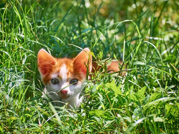 Gatinho brincando na grama.