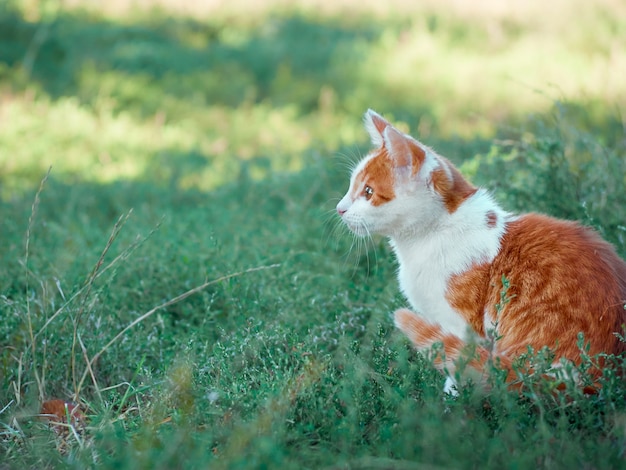 Gatinho brincando no jardim.