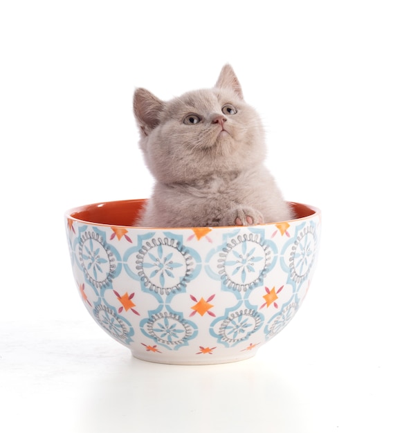 Gatinho britânico de dois meses em uma tigela sobre fundo branco