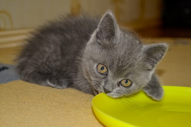 Gatinho britânico de orelhas retas.