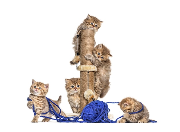 Gatinho britânico de pêlo longo e curto brincando com uma bola de lã azul e uma árvore de gato