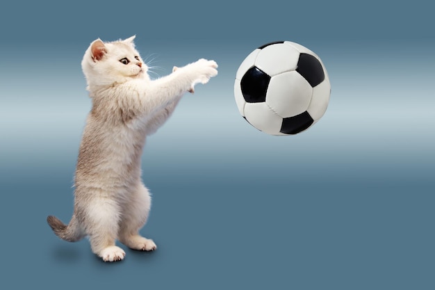 Gatinho britânico em um fundo azul brinca com uma bola de futebol esperando a Copa do Mundo O conceito de atividade física esportiva e estilo de vida saudável Humor