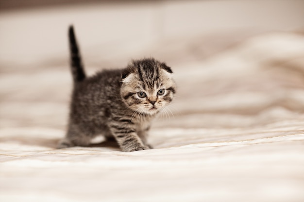 Gatinho britânico listrado, sentado em uma manta