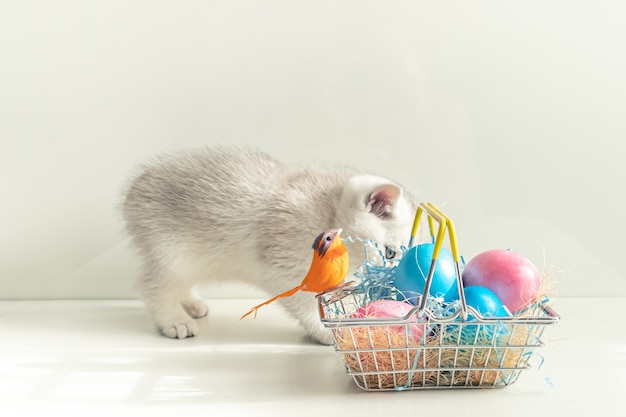 Gatinho britânico prateado perto da cesta com ovos coloridos. conceito de páscoa. foco seletivo. chave alta.