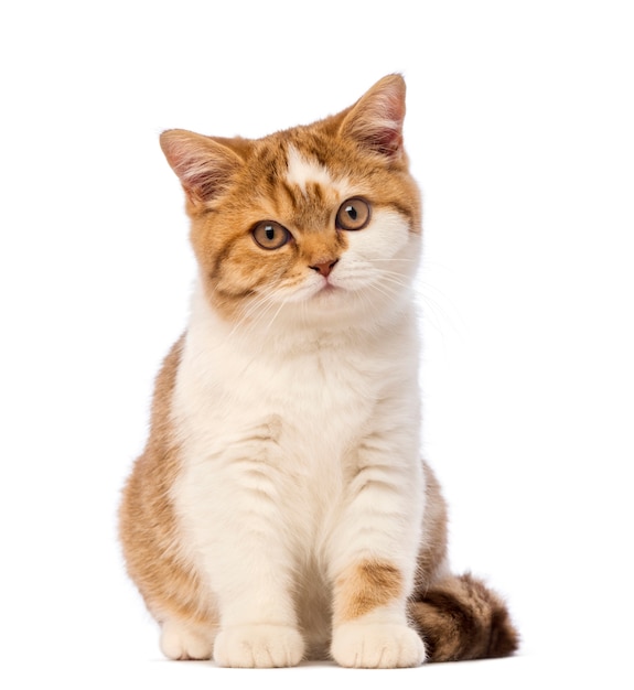 Foto gatinho britânico shorthair, sentado e olhando
