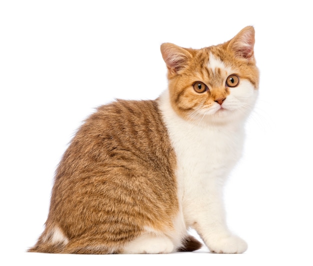 Gatinho britânico Shorthair, sentado e olhando