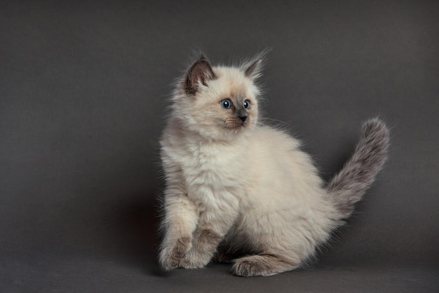 Gatinho britânico sonolento sobre fundo preto gatinho britânico doce